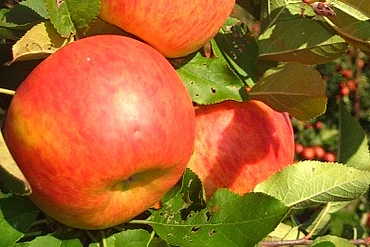 St. Töniser Obsthof Obstsorten